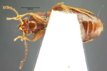Media type: image;   Entomology 5578 Aspect: habitus ventral view